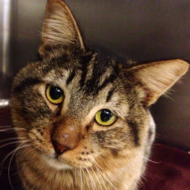 PACC pet adoptions